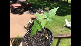 How to grow Silver Maple trees from seed