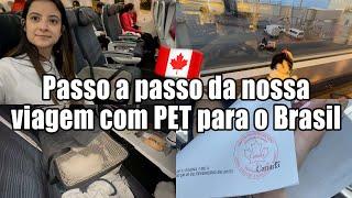 Viagem de avião com cachorro do Canadá para o Brasil: Documentação e experiência!