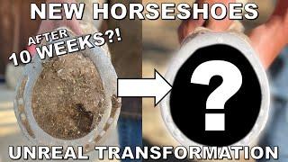 Horse gets fresh new shoes after TEN WEEKS of not being shod