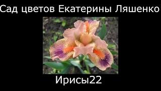 #Ирисы22 #Сад цветов Екатерины Ляшенко