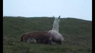 Llama in Love with Dinky Ploughing Pig