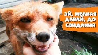 Vasilisa the Fox vs Foxie Fox