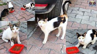 Cute Street Cats Meow for Food!  Feeding Challenge . #cat , #catmeow , #happycats , #catvideos