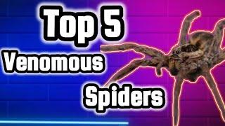 5 Venomous Spiders - Bugs Meteropolis