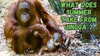 Orangutan Mom Summer Steals Food From Jingga