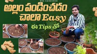 అల్లం ఇలా easy గా పండించొచ్చు How to grow Ginger at home