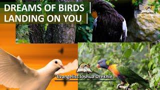 Dream About Birds Landing On You - Biblical Meaning of Birds