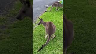 My babies  #kangaroo #australia #melbourne #sydney #perth #india #trending #youtubeshorts #love