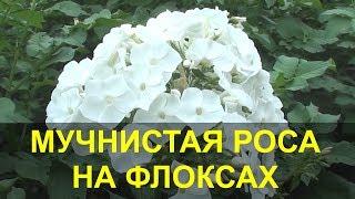 Флоксы -  Мучнистая Роса что Делать.