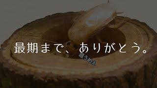 家ごきぶりと過ごした510日間・・【家G飼育2nd】#14 最終回。