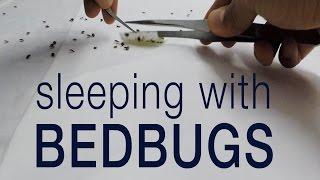 Kill bedbugs without pesticides: entomologist sleeps with bed bugs