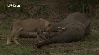 Timbavati. Мир диких кошек. Фильм 3. Кровные узы. Док фильм Nat Geo Wild HD