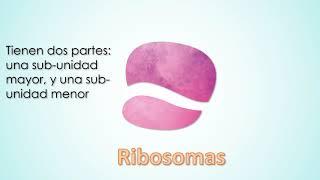 Ribosoma