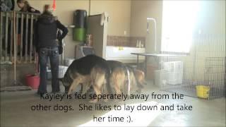 Elhart K-9's - Feeding Multiple Dogs