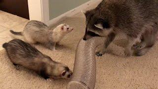 Raccoon and Ferret Playdate!