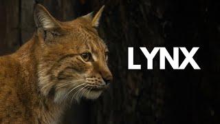 Lynx: The UNTOLD Facts & Importance