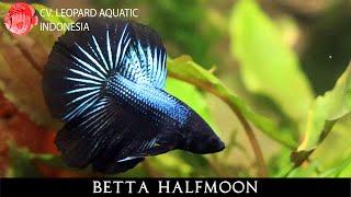 BETTA HALFMOON. The classic beauty! (Leopard Aquatic J079A)