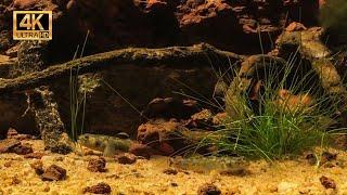 Desert Goby Chlamydogobius eremius biotope Aquarium Coward Springs South Australia BADC 2022 Comp.