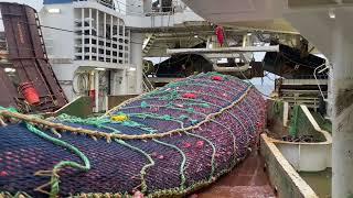 Atlantic Viking - Midwater trawling: 20 tons of red fish