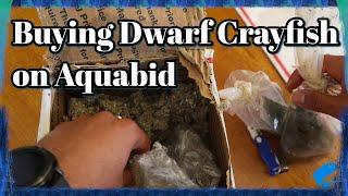 Buying Dwarf Crayfish Online on Aquabid - Dwarf crayfish (Cambarellus genus)