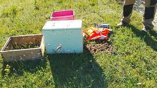 Bienenschwarm vom Boden einfangen