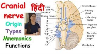 Cranial Nerves in Hindi | Origin | Types | Mnemonics | Functions | RajNEET Medical Education