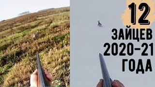 ВСЕ 12 ЗАЙЦЕВ!!Сезона 2020-21г.!!!!Охота на зайца в БЕЛАРУСИ.Hare hunting in BELARUS.