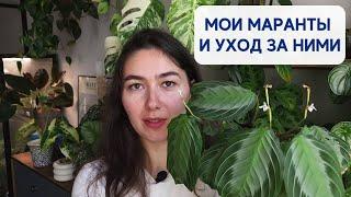 КАК я ухаживаю за МАРАНТАМИ / Грунт, ПОЛИВ, удобрения и ОСВЕЩЕНИЕ / ОБЗОР марант