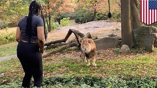 Woman climbs into zoo enclosure, taunts lion - TomoNews