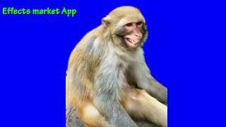 Laughing monkey Green Screen Video | Effects Market App