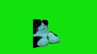 DJ Cat Meme Green Screen Chroma Key Template