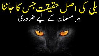 5 Facts about Cats in Islam | Billi Palna in Islam | Islami Baat