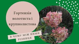 Волотиста і крупнолистова гортензія - правила обрізки