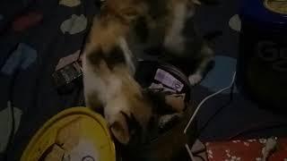 Pesugihan Kucing Kamera Tersembunyi