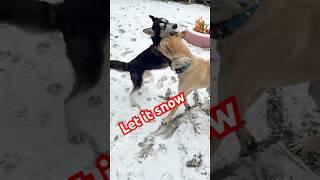 Let it snow! let it snow ! Luna’s frist time playing in the snow #shorts #husky #puppy #playing