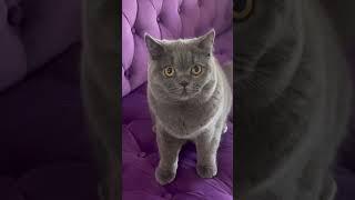 So you think British Shorthair cats are cute? Check this! #britishshorthair
