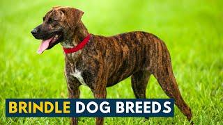 Brindle Dog Breeds: 9 Beautiful Dogs with The Iconic Tiger Striped Coat!