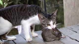 Fight!!! Cat vs Huge Rat