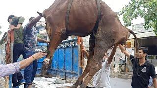 cow rode accident | wound & maggot cow body | acid attack on cow | दर्द से भरी गाय माँ की वेदना सुने