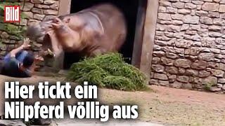 Kampf um Leben und Tod: Nilpferd stürzt sich auf Tierpfleger