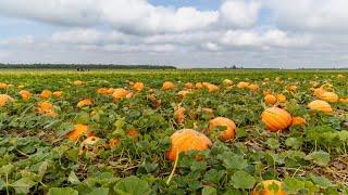 How Pumpkins are Grown in California