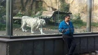 White Tiger Stalks And Hunts Unsuspecting Caretaker At The Zoo