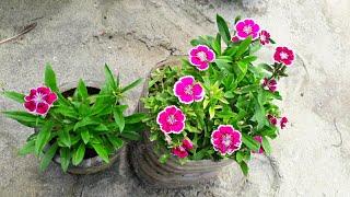 How to grow dianthus(China pink) from cutting 