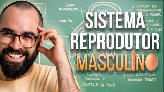 Sistema Reprodutor Masculino - Aula 33 - Módulo VII: Fisiologia Humana | Prof. Gui