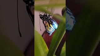 Monarch Butterfly hatching part 3