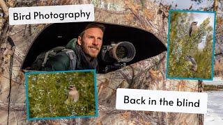 Bird Photography in my blind. Photographing Waxwings & other Birds. Tips to photograph more Birds.