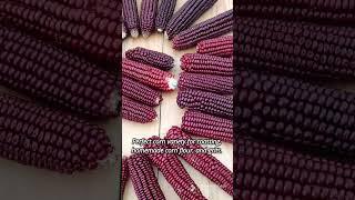 CRVENI KUKURUZ (RED HEIRLOOM CORN) | THE SIBINCIC FAMILY