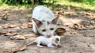 Mother Cat came Running to Take her tiny kitten, thinking We'd Steal her kitten!