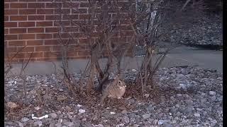 A Cute brown rabbit spotted sitting and eating...#wildlife #rabbit