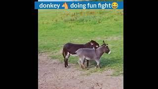 donkey  doing funny fight,#shorts #animallover #meeting#donkey  #chiku #Repost @Animals W Gaming